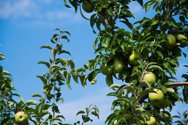 istock Apples grows on a branch among the green foliage 2244656316