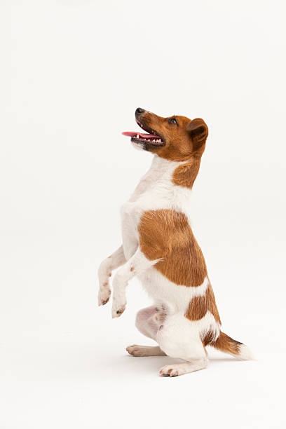 istock A Jack Russel Terrier portrait 2244656340