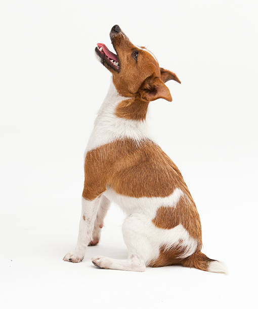 istock A Jack Russel Terrier portrait 2244656345