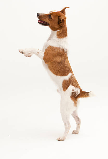 istock A Jack Russel Terrier portrait 2244656360