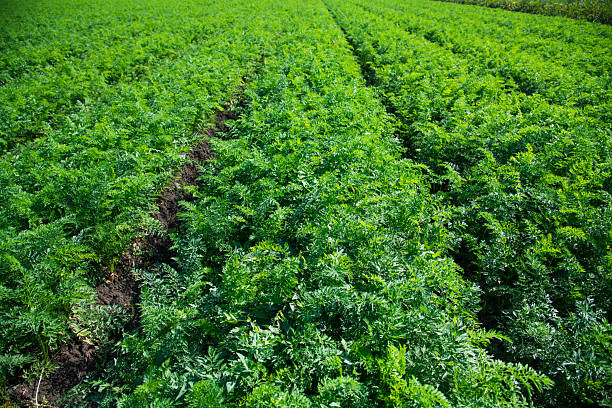 Growing carrots in the field in the open ground. A field of growing carrots. Agricultural industry