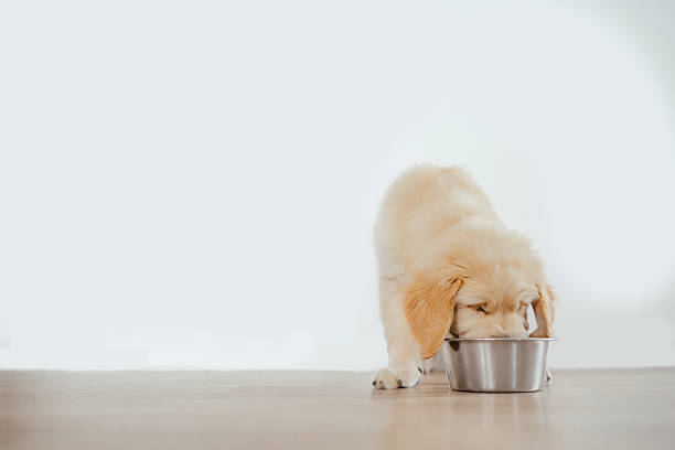 istock A golden retriever puppy eating from a bowl on a white background. 2244657162