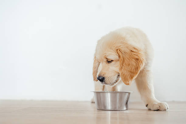 istock A golden retriever puppy eating from a bowl on a white background. 2244657165