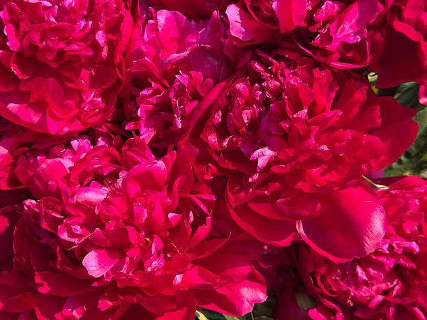 istock Peonies beautiful red pink blooms. 2244658006