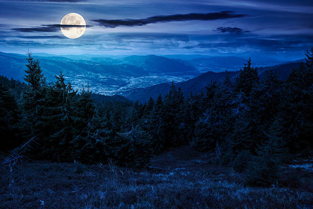 istock coniferous forest in mountain landscape at night 2244658586