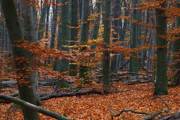 Beech forest in the late autumn. Beech trees are still covered with leftovers of golden, orange and brown leaves.