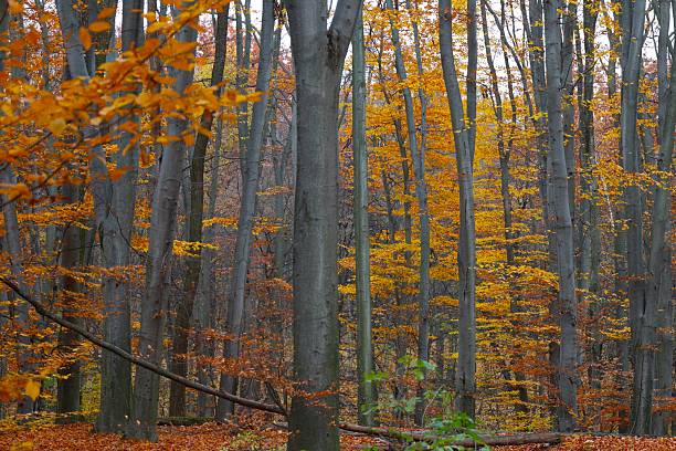 istock Beech forest in the late autumn 2244659637