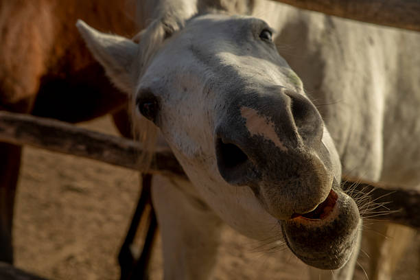 istock year of the horse 2244659660