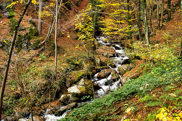 A narrow stream flows through a forested mountain slope surrounded by moss-covered rocks and autumn-colored trees. The area is filled with fallen leaves, green undergrowth, and natural woodland textures.