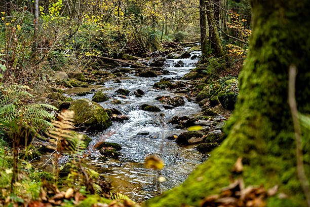Taubenloch (Gorges du Taubenloch) is a gorge in the Canton of Bern, above Biel/Bienne in Switzerland. It crosses the first Jura Mountain chain, as considered from the Swiss Plateau.