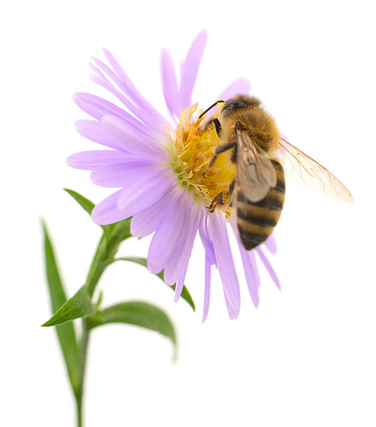 istock Honey bee on purple flower isolated on white background 2244660645