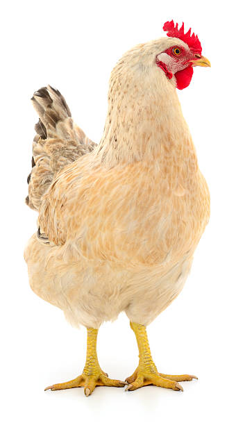 istock Brown laying hen isolated on white background 2244660660