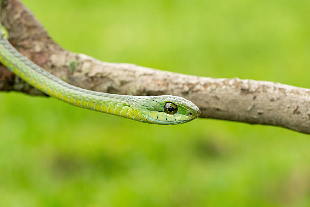 istock Boomslang (Dispholidus typus), also known as a tree snake or African tree snake 2244661655