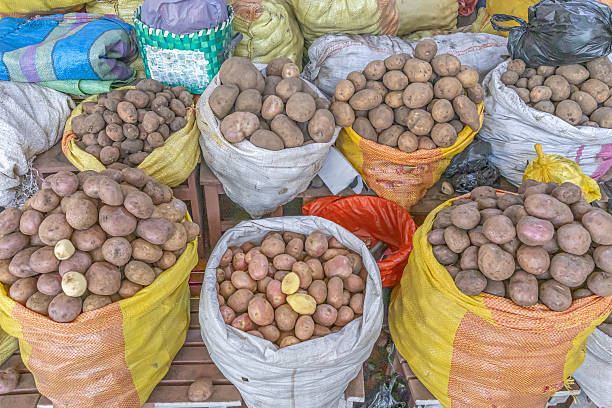 istock Sacks of freshly harvested potatoes 2244662036