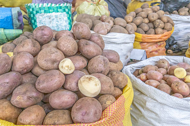 istock Sacks of freshly harvested potatoes 2244662093