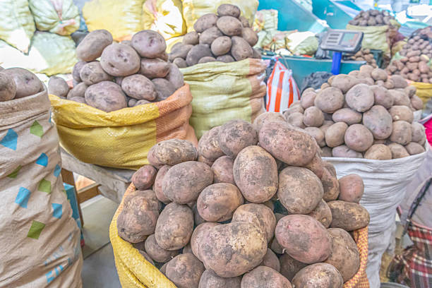 istock Sacks of freshly harvested potatoes 2244662094