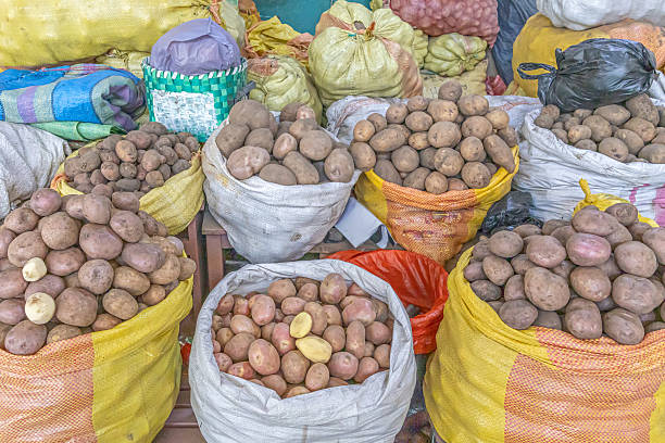 istock Sacks of freshly harvested potatoes 2244662097