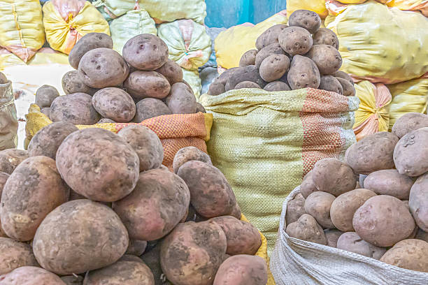 istock Sacks of freshly harvested potatoes 2244662199