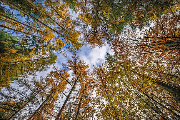 istock Forest canopy with vibrant hues, Scene capturing expansive view of trees and sky connection, Aerial shot emphasizing seasonal foliage and open sky above forest canopy 2244662269