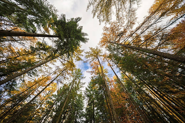 Forest canopy with vibrant hues, Scene capturing expansive view of trees and sky connection, Aerial shot emphasizing seasonal foliage and open sky above forest canopy