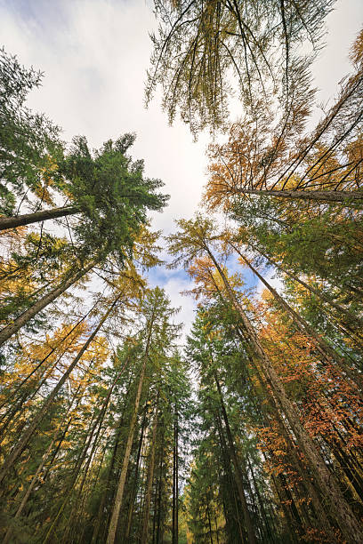 istock Dense woods with soaring trees, Lush woodland with towering trunks and vibrant canopy, Imposing forest landscape featuring converging trees and filtered sunlight 2244662318