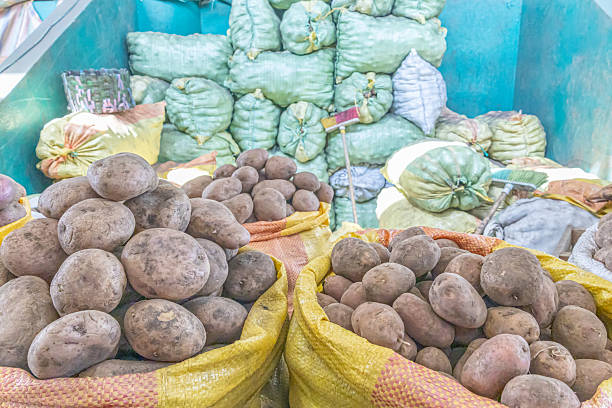istock Sacks of freshly harvested potatoes 2244662416