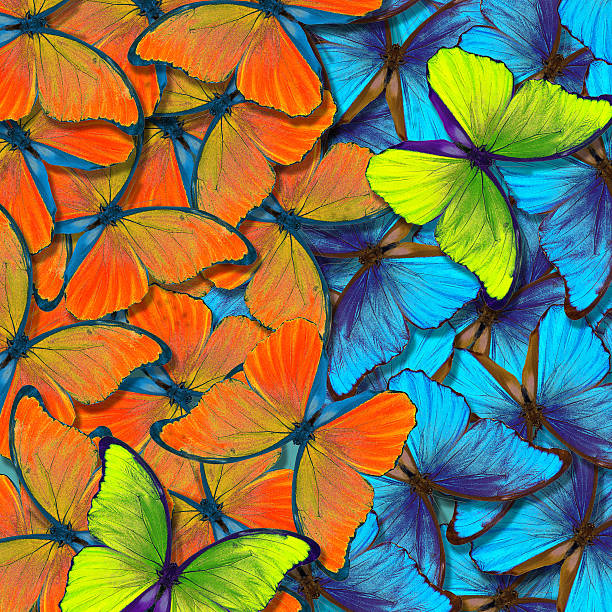 istock morpho butterfly texture background. colorful natural abstract background. butterfly wings in flight 2244664894