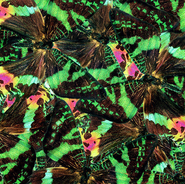 istock abstract natural pattern of butterfly wings. bright multicolored abstract pattern. Urania Butterfly Wings. 2244664899