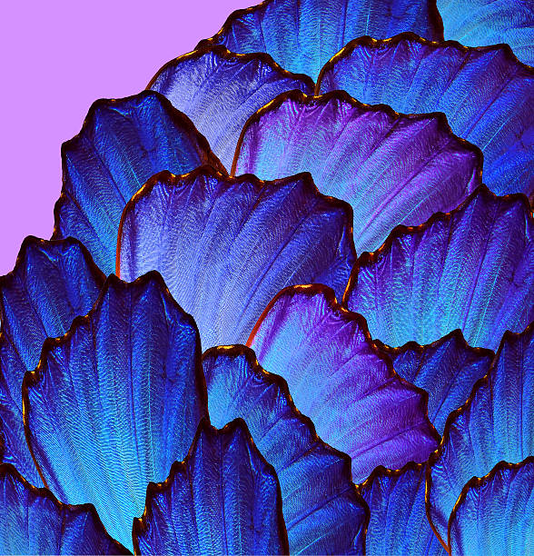 blue abstract pattern. wings of morpho butterflies.