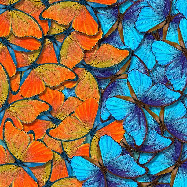 istock morpho butterfly texture background. blue and orange natural abstract background. butterfly wings in flight 2244664901