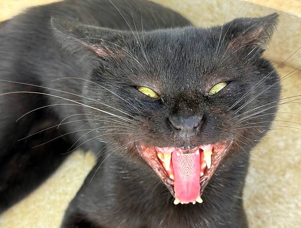 istock Funny angry cat with open mouth 2244665391