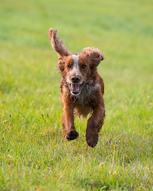 istock Working Cocker running toward the camera, Oslo Norway 2244665900
