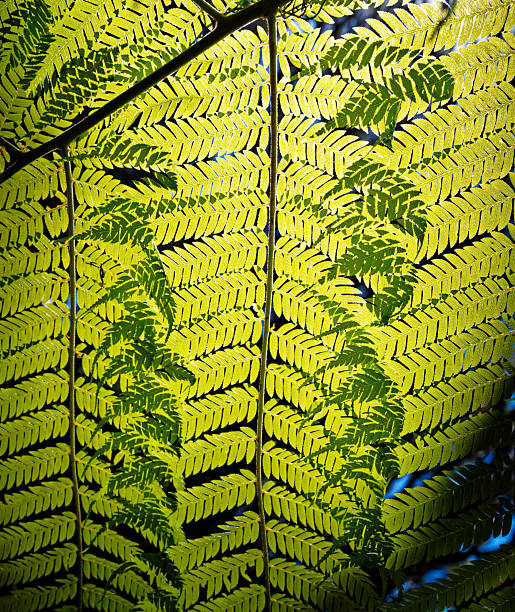 Background: nature's art graphic resource. Nature's art, backlit fern leaves overlapping and creating new and unique leaf patterns where they intersect, a fern diagram. Marlborough Sounds, south island, Aotearoa / New Zealand.