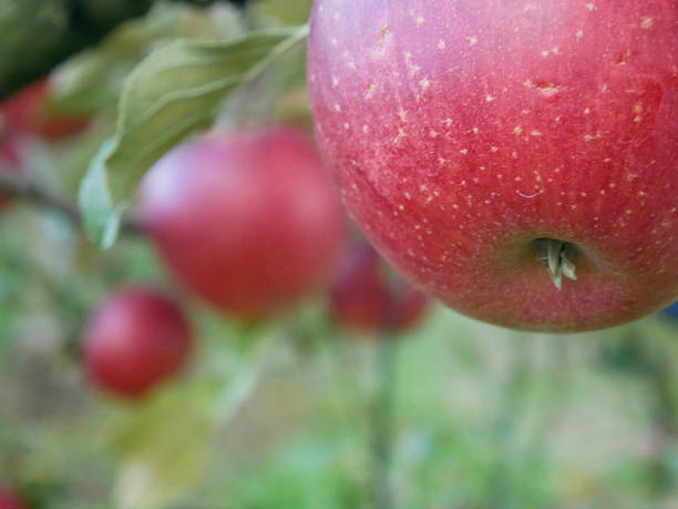 Apple tree with ripe red apples in orchard ready for harvest.