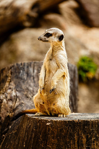 istock Alert Meerkat Sentry (Suricata suricatta) Standing on Wooden Log 2244666645