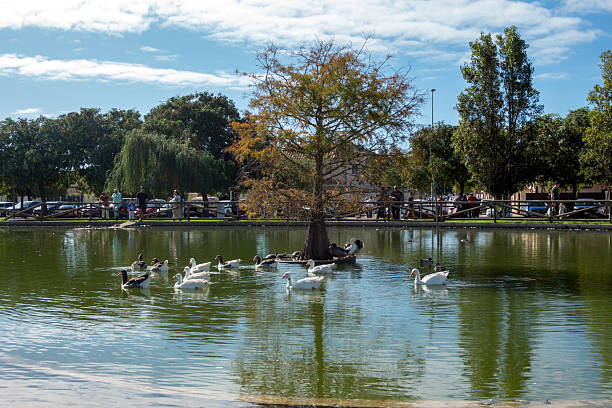 Rota, Cadiz, Spain - November 2, 2025: Ducks rest beside a tree on the peaceful lake of Laguna del Moral park in Rota, Spaina serene moment in nature's embrace.
