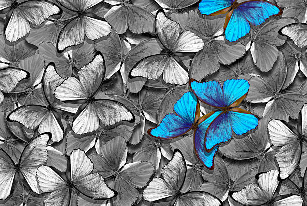 Morpho peleides, aka Peleides blue morpho or common morpho is a tropical butterfly. Here showing underside of its wings, while standing on the top of a shoe