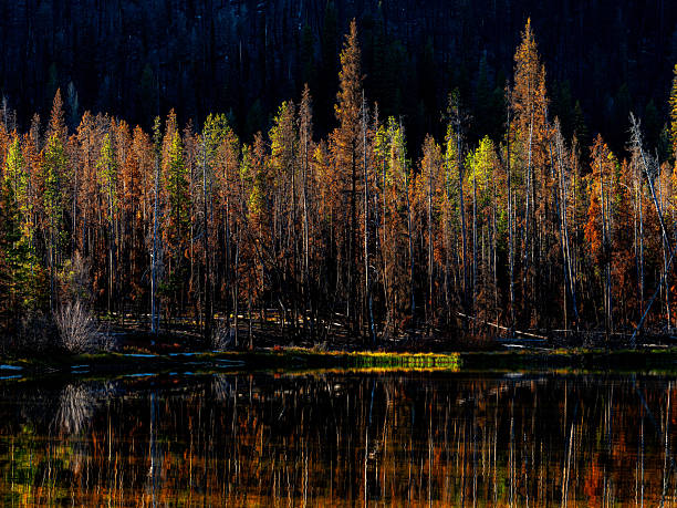 Remote wilderness lake with forest reflection