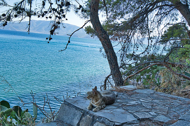 Cat resting on stone terrace under pine trees with clear blue sea and mountains in background