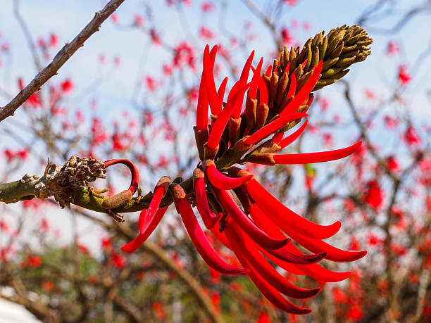 istock Vibrant Red Mulungu (Erythrina mulungu) Flowers Against a Blue Sky 2244668176