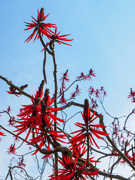 istock Vibrant Red Mulungu (Erythrina mulungu) Flowers Against a Blue Sky 2244668182