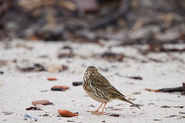 istock A meadow pipit (Anthus pratensis) sitting on the beach and looking at you 2244668648