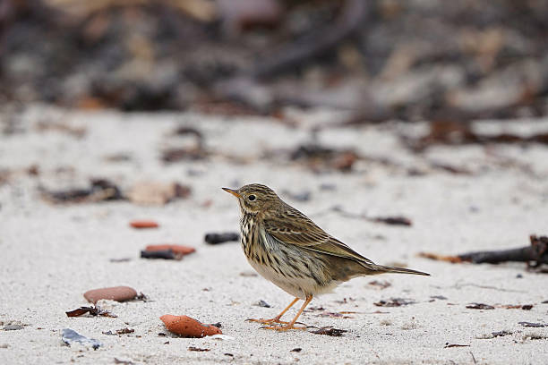 istock A meadow pipit (Anthus pratensis) sitting on the beach 2244668653