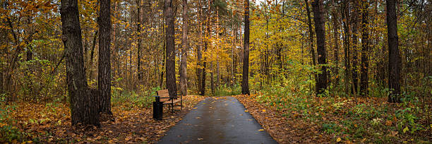A colorful city park with an asphalt path and a bench among dense, multicolored thickets in damp weather. A beautiful widescreen panoramic photo of the landscape in 15x5 format. Vibrant October colors