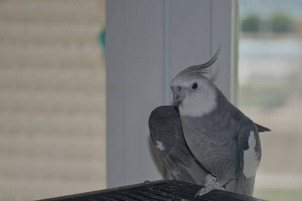 Aves como mascotas
