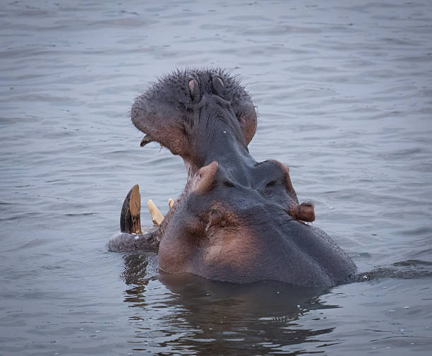 istock A hippopotamus (Hippopotamus amphibius) in water with its mouth open 2244673265