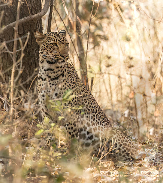 istock A female leopard (Panthera pardus),  half hidden in thick bush 2244673280