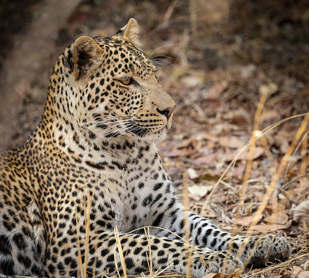 A portrait of a leopard cub (Panthera pardus) stock photo