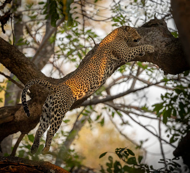 istock A female leopard (Panthera pardus) in mid air jumping to a higher branch in a tree 2244673291