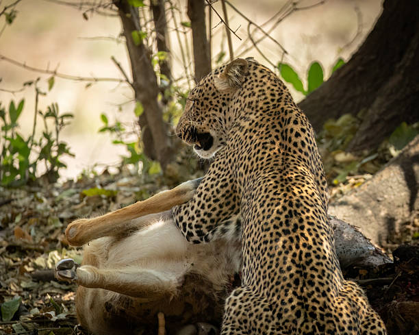 istock A back view of a leopard (Panthera pardus) feeding on an antelope kill 2244673302